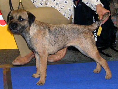 EV Tulln 2005